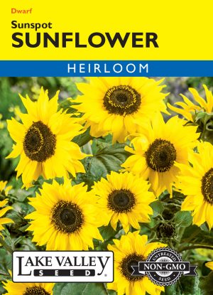Sunflower Sunspot Dwarf