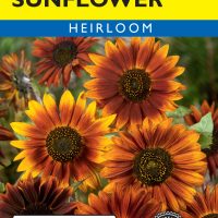 Sunflower Evening Sun