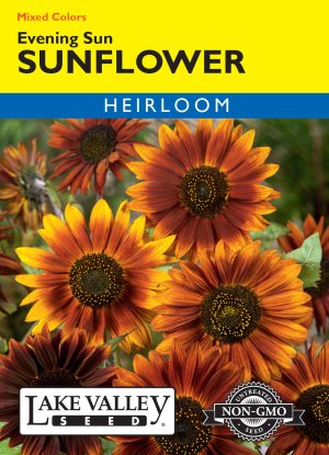 Sunflower Evening Sun