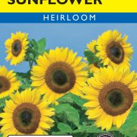 Sunflower Yellow Disk