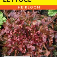 Lettuce Salad Bowl Red