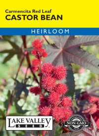 Castor Bean Carmencita Red Leaf