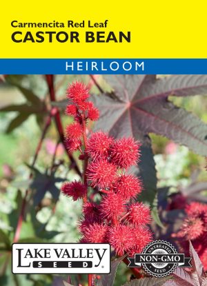 Castor Bean Carmencita Red Leaf