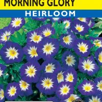 Morning Glory Ensign Blue