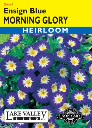 Morning Glory Ensign Blue