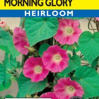 Morning Glory Ensign Pink