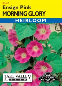 Morning Glory Ensign Pink – Item #682
