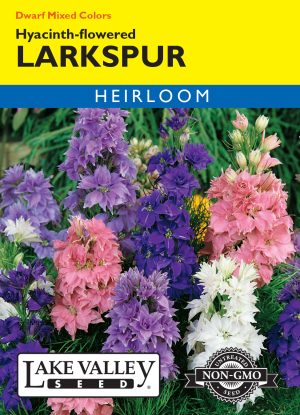 Larkspur Hyacinth-Flowered