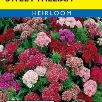 Sweet William Wee Willie