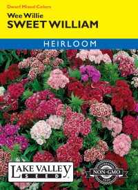 Sweet William Wee Willie