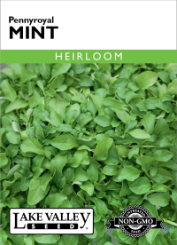 Mint Pennyroyal