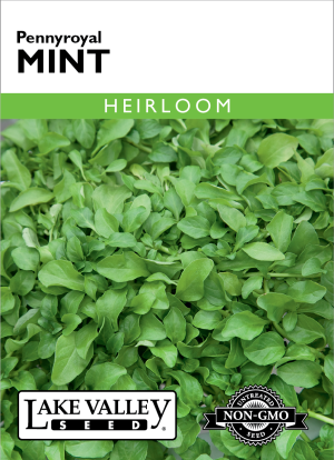 Mint Pennyroyal