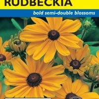 Rudbeckia Indian Summer