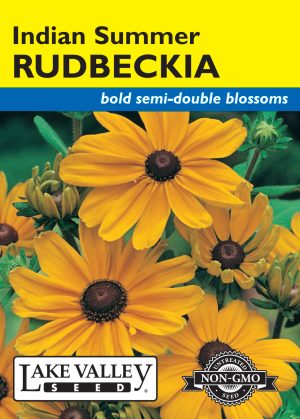 Rudbeckia Indian Summer