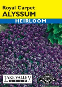 Alyssum Royal Carpet