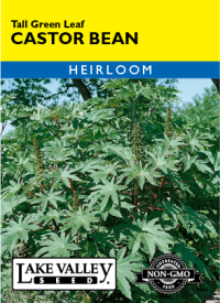 Castor Bean Tall Green Leaf - Item #74