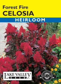 Celosia Forest Fire