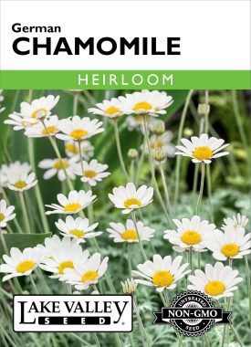Chamomile German - Item #80