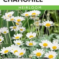 Chamomile German - Item #80