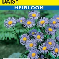 Daisy Aspen (Fleabane)