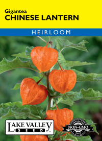 Chinese Lantern Gigantea