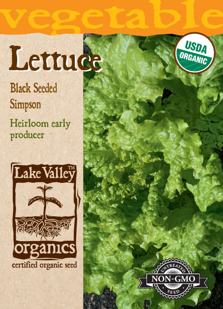 Lettuce Black Seeded Simpson Item 860 Lake Valley Seed