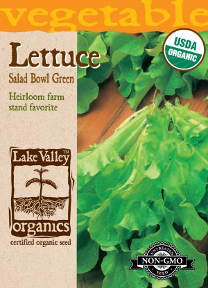 Lettuce Salad Bowl Green