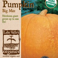 Pumpkin Big Max