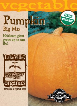 Pumpkin Big Max