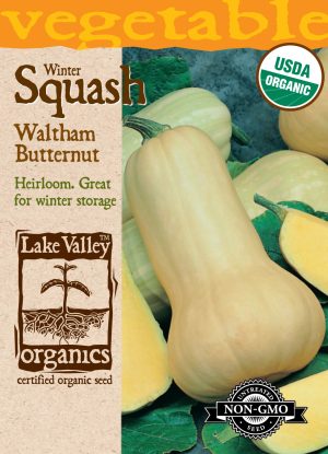 Squash (Winter) Waltham Butternut