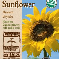 Sunflower Mammoth Greystripe