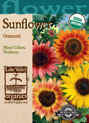 Sunflower Ornamental Dwarf