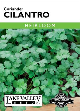 Cilantro (Coriander) - Item #93