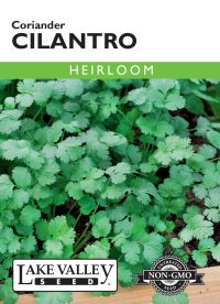 Cilantro (Coriander) - Item #93