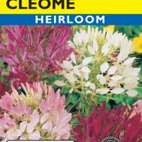 Cleome Queen Mixed Colors