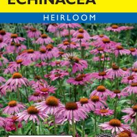Echinacea Purple Coneflower