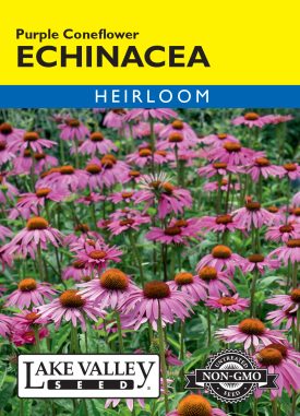 Echinacea Purple Coneflower