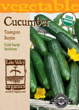 Cucumber Tendergreen Burpless