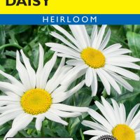Daisy Shasta Silver Princess