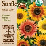 Sunflower Autumn Beauty