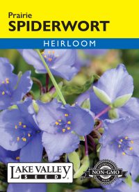 Spiderwort Prairie - Item #4681