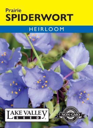 Spiderwort Prairie - Item #4681