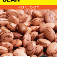 Bean (Bush) Pinto - Item #4670