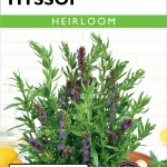Hyssop Common Item #4686