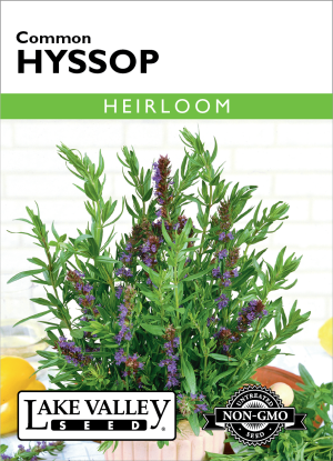 Hyssop Common Item #4686