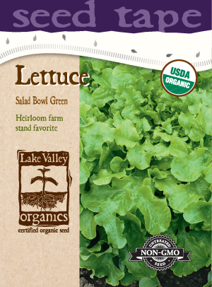 Lettuce Salad Bowl Green