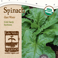 Spinach Giant Winter