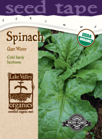 Spinach Giant Winter