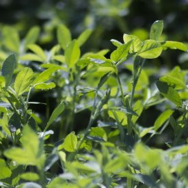 Cover Crops