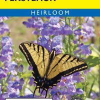 Penstemon Rocky Mountain - Item #32333